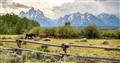 Jackson Hole