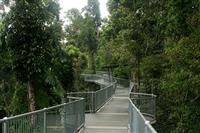 Cairns Canopy Walk