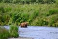 Kodiak Brown Bear Center