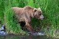 Kodiak Brown Bear Center