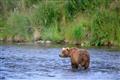 Kodiak Brown Bear Center