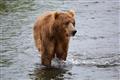 Kodiak Brown Bear Center