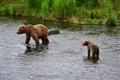 Kodiak Brown Bear Center