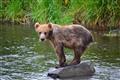 Kodiak Brown Bear Center